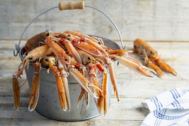 Studio Slaatje Langoustines 0148