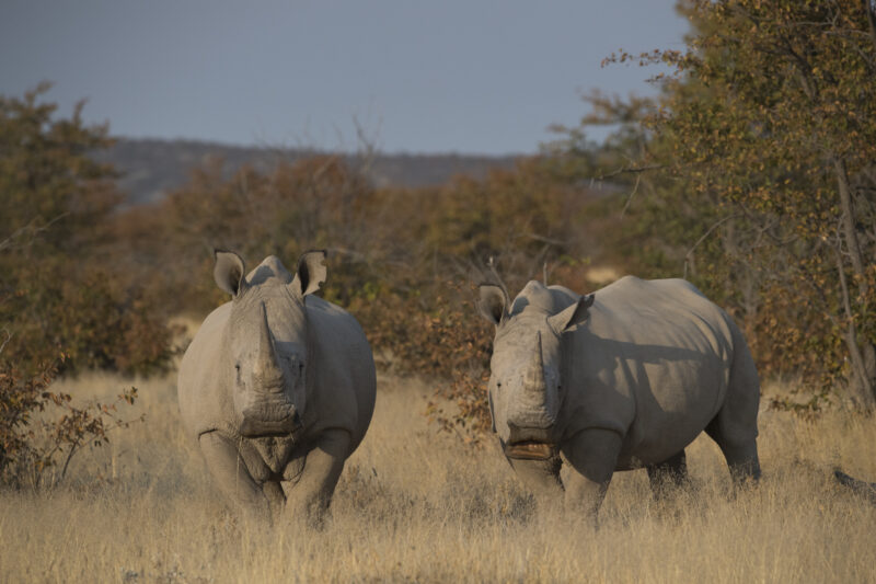 Travel Namibie 319